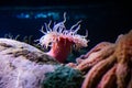 Colourful sea anemones Actiniaria underwater