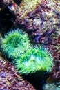 Colourful sea anemones Actiniaria underwater