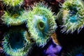 Colourful sea anemones Actiniaria underwater