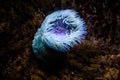 Colourful sea anemones Actiniaria underwater