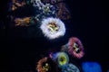 Colourful sea anemones Actiniaria underwater