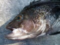 Close-up of a Sea Bass