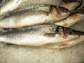 Close-up of sea bass fish Atractoscion nobilis lying on crushed ice Royalty Free Stock Photo