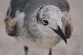 Close up of sea bird