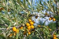 close up of sea-buckthorn berries or hyppophae Rhamnoides on on tree branches.