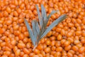 Close Up of Sea-buckthorn (Hippophae Rhamnoides Royalty Free Stock Photo