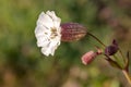 Sea campion silene uniflora flower