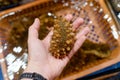 Close up on a sea cucumber on a hand Royalty Free Stock Photo