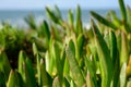 Close up of Sea Grass Plants Royalty Free Stock Photo