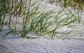 Close up of sea grass whichstabilizes the erosion of sand dunes along the shore