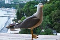 Close up of sea gull on the background of a southern seaside town Royalty Free Stock Photo