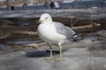 Close Up Sea Gull at Eliis island Royalty Free Stock Photo