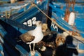 Close up of a sea gull with fishing boats in the background Royalty Free Stock Photo
