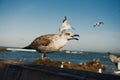 Close up of a sea gull with fishing boats in the background Royalty Free Stock Photo