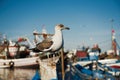 Close up of a sea gull with fishing boats in the background Royalty Free Stock Photo