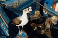 Close up of a sea gull with fishing boats in the background Royalty Free Stock Photo