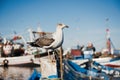 close up of a sea gull with fishing boats in the background Royalty Free Stock Photo