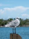 Close up of a sea gull with fishing boats in the background in a pier in Miami Royalty Free Stock Photo