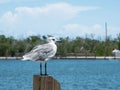 Close up of a sea gull with fishing boats in the background in a pier in Miami Royalty Free Stock Photo