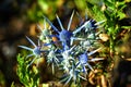 Blue Eryngium planum or Sea holly thistles