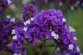 Close-up of sea-lavender blossoms spotted in the garden