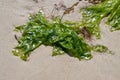 Close up of sea lettuce in the sand at low tide in the wadden sea, Ulva lactuca Royalty Free Stock Photo