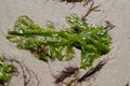 Close up of sea lettuce in the sand at low tide in the wadden sea, Ulva lactuca Royalty Free Stock Photo