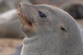close-up of a sea lion