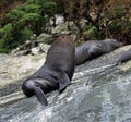 Close-up of a Sea lion at Milford Sound Royalty Free Stock Photo