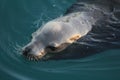 Close up of a sea lion in Morro Bay Royalty Free Stock Photo