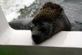 A close-up of a sea lion\'s head placed on the side of a boat against a background of sea waves and part of a boat