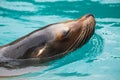 Close-up of a Sea Lion swimming in water. Photography taken in France