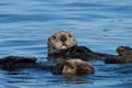 Close up of a sea otter in the ocean Royalty Free Stock Photo