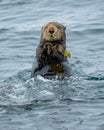 Close up of a sea otter in the ocean in Tofino, Vancouver island, British Columbia Canada Royalty Free Stock Photo