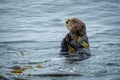 Close up of a sea otter in the ocean in Tofino, Vancouver island, British Columbia Canada Royalty Free Stock Photo