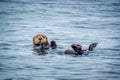 Close up of a sea otter in the ocean in Tofino, Vancouver island, British Columbia Canada Royalty Free Stock Photo