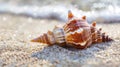 Close Up of a Sea Shell on a Beach Royalty Free Stock Photo