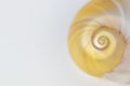 Close up sea shell on white background, focus on spiral Royalty Free Stock Photo