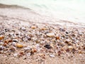 Close up Sea Shell on Sand Beach with Blue Sea Background Royalty Free Stock Photo