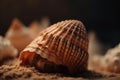a close up of a sea shell on the sand with other shells in the background Royalty Free Stock Photo
