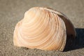 Close-up of sea-shell Royalty Free Stock Photo