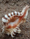Close up of sea shell. textured background wallpaper, beach. ocean. Royalty Free Stock Photo