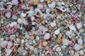 Close up of sea shells Royalty Free Stock Photo