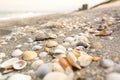 Close Up of Sea Shells on a Sandy Beach Royalty Free Stock Photo