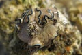 Close up of sea snail Doriprismatica kyanomarginata on hard coral in Red Sea, Egypt. Amazing small sea creature of sea slug. A dor Royalty Free Stock Photo