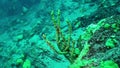 Close-up sea sponge Porifera underwater at bottom of Lake Baikal.