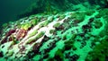 Close-up sea sponge Porifera underwater at bottom of Lake Baikal.