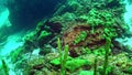 Close-up sea sponge Porifera underwater at bottom of Lake Baikal.