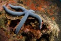 Close Up Sea Star 2 Royalty Free Stock Photo