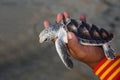 sea turtle in humans hands at Sea Turtles Conservation Research Project in Thailand